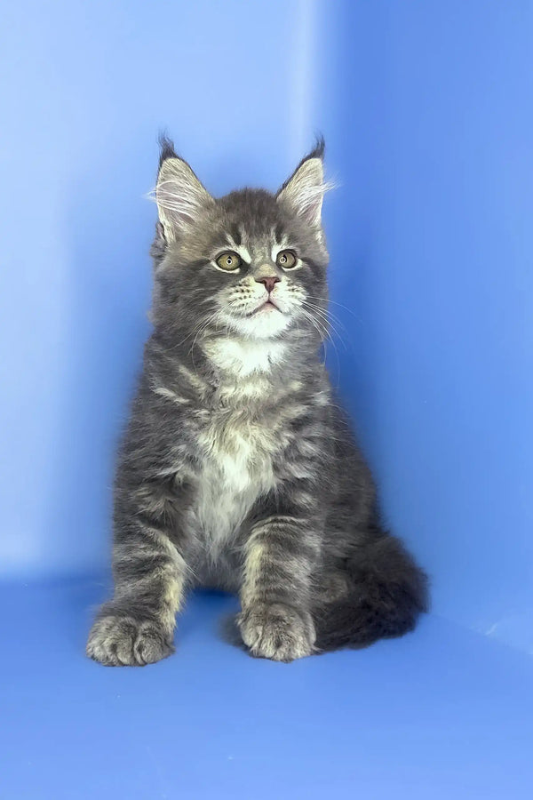 Silver | maine coon kitten