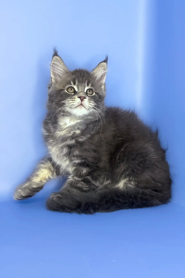 Silver | maine coon kitten