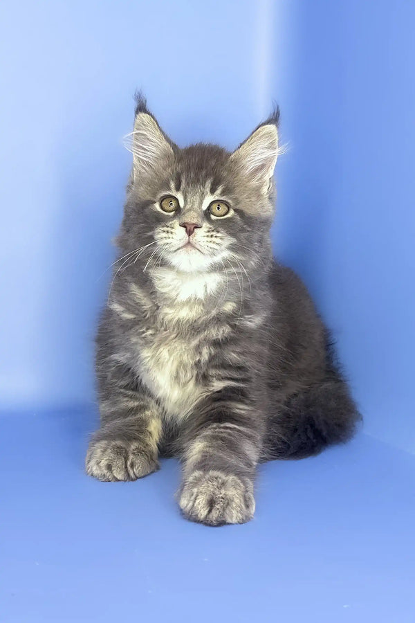Silver | maine coon kitten
