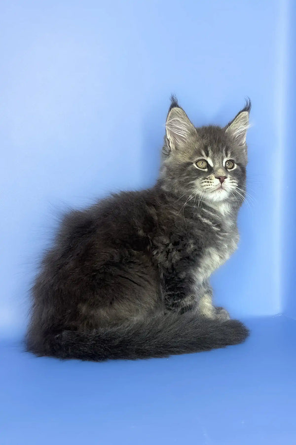 Silver | maine coon kitten