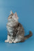 Fluffy gray and white Maine Coon kitten alert and ready for playtime