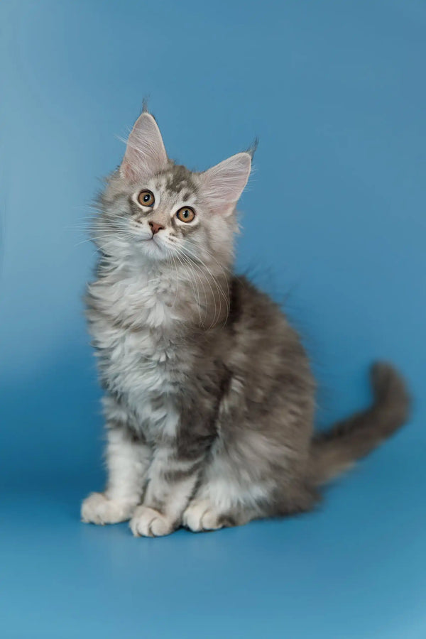 Fluffy gray and white Maine Coon kitten with alert eyes and perked ears