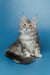 Silver and gray Maine Coon kitten with fluffy fur and alert ears, perfect for your home