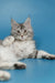 Gray and white Maine Coon cat lying down with alert ears and bright eyes