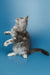 Gray and white Maine Coon kitten standing playfully on hind legs