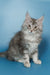 Gray and white fluffy Maine Coon kitten with bright eyes and alert ears in Silver product