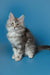 Gray and white fluffy Maine Coon kitten sitting upright for Silver product