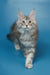 Gray and white Maine Coon kitten with alert eyes and pointed ears in Silver product