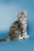 Gray and white long-haired Maine Coon kitten sitting up with perked ears