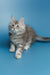 Gray and white Maine Coon kitten sitting with alert eyes, full of charm and cuteness