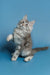 Playful gray and white Maine Coon kitten standing on hind legs with one paw up