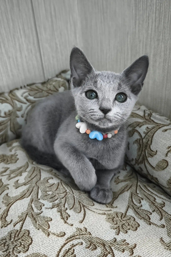 Silver | russian blue kitten