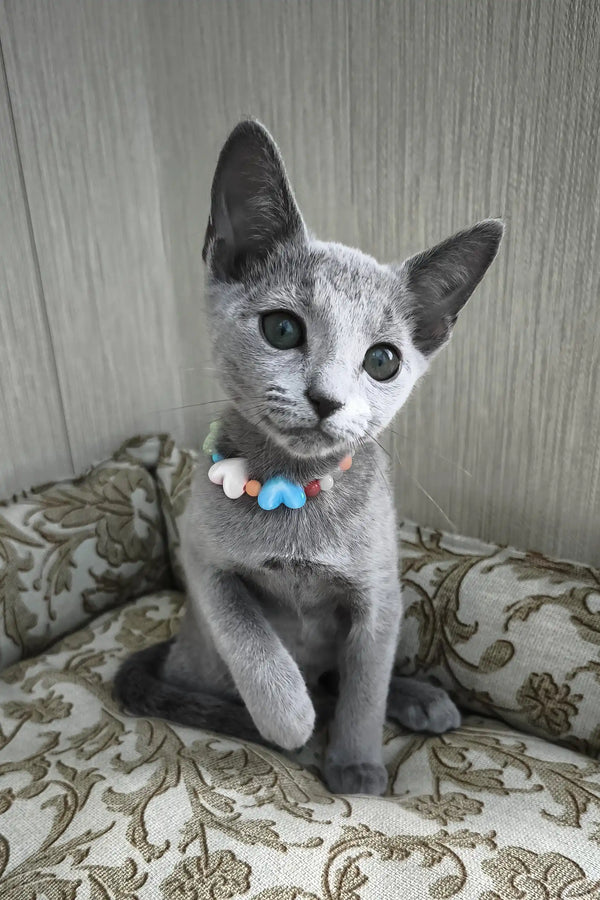 Silver | russian blue kitten