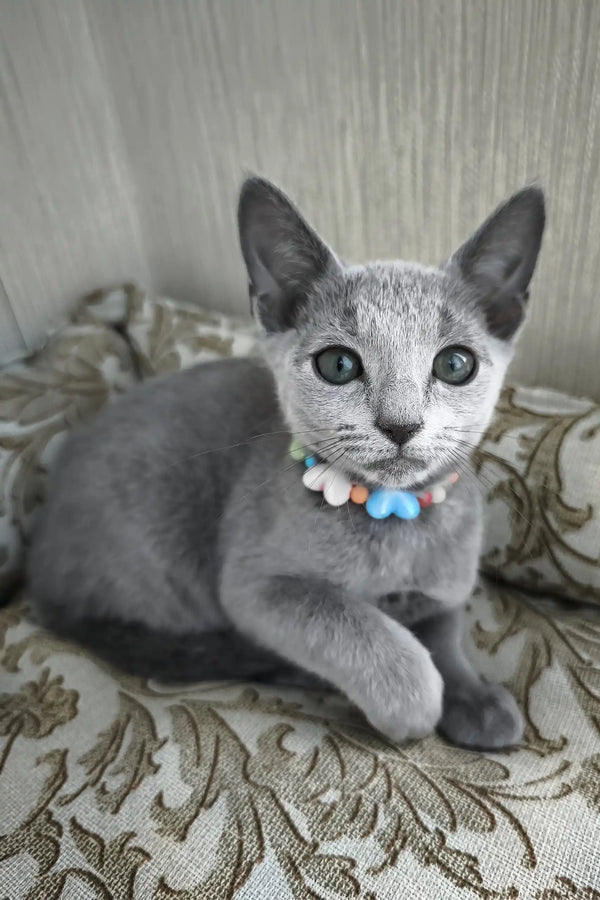 Silver | russian blue kitten