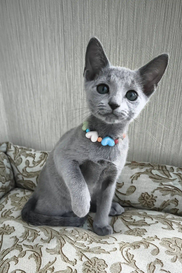 Silver | russian blue kitten