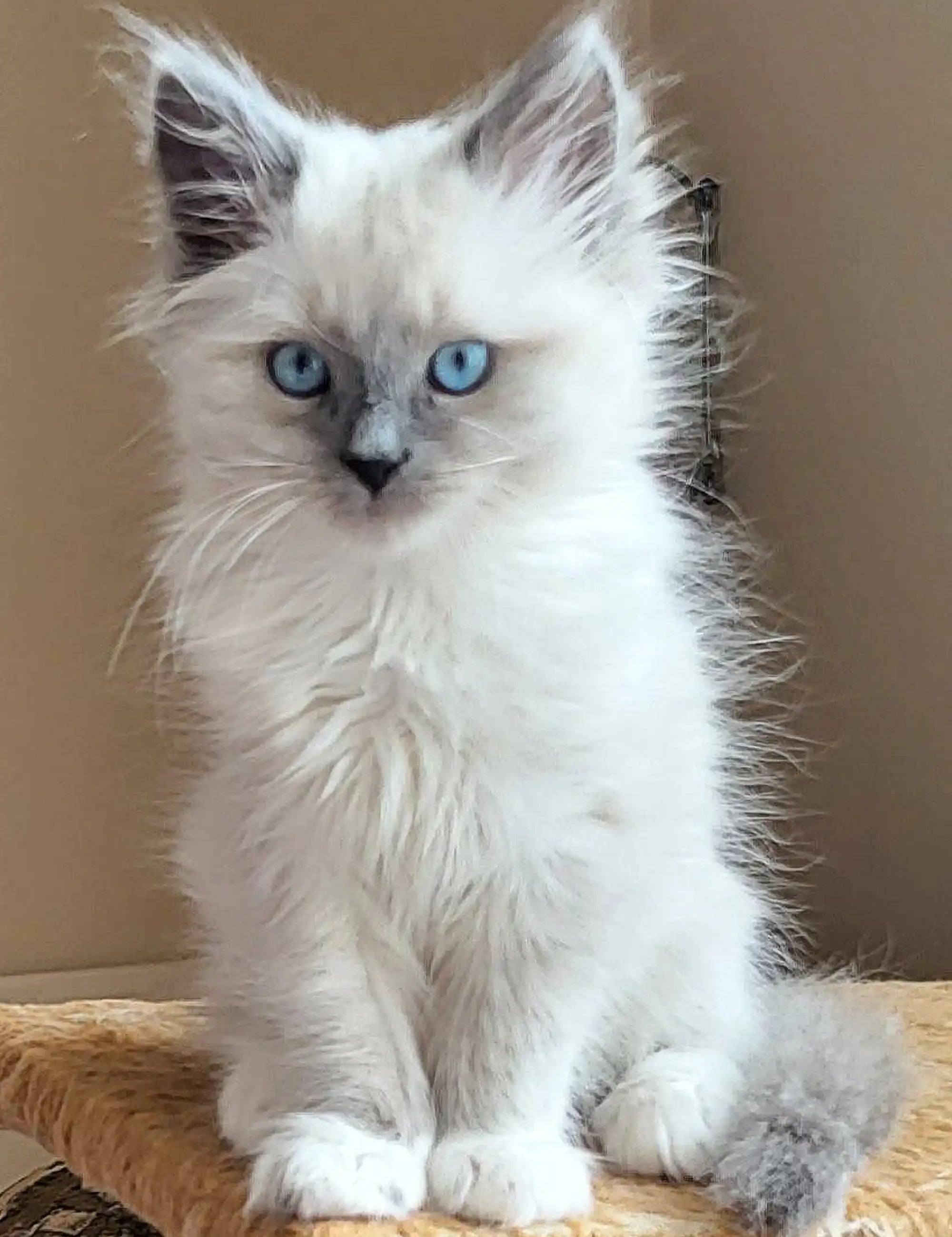 Siberian Kittens For Sale Silver | Kitten
