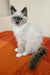 Fluffy white bicolor pointed Siberian kitten with blue eyes on orange surface