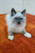 Fluffy Siamese kitten with blue eyes, perfect for your Siberian kitten collection