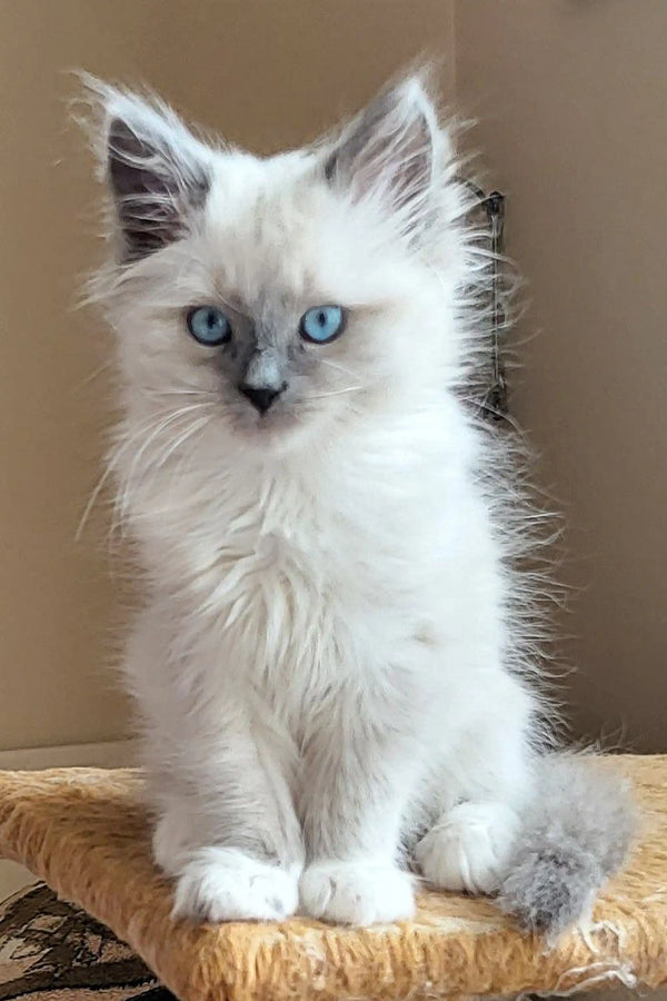 Fluffy white bicolor pointed Siberian kitten with striking blue eyes