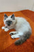 Siberian kitten with blue eyes lounging on orange, a cute white bicolor pointed looker