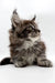 Fluffy gray and white Maine Coon kitten with tufted ears, perfect Coon Kitten companion