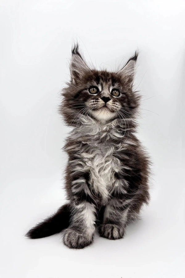 Fluffy gray and white Maine Coon kitten with ear tufts in Silvia product display