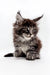 Fluffy Maine Coon kitten with tufted ears in the Silvia product line