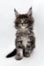 Fluffy gray and white Maine Coon kitten with ear tufts, perfect for pet lovers