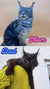 Comparison of Maine Coon Kitten parents labeled Mom and Dad with different looks and vibes