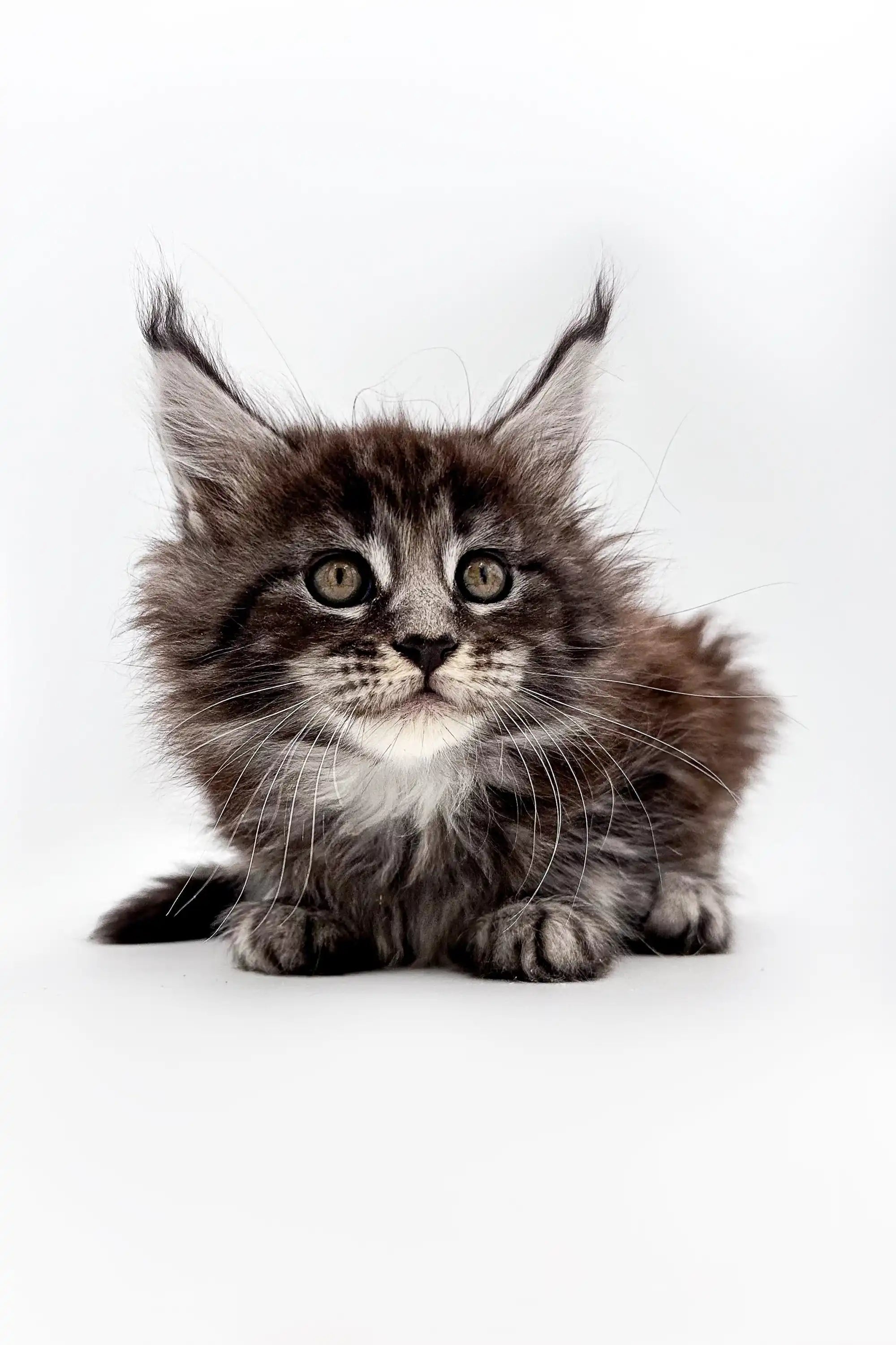 Maine Coon Kittens for Sale Silvia | Kitten