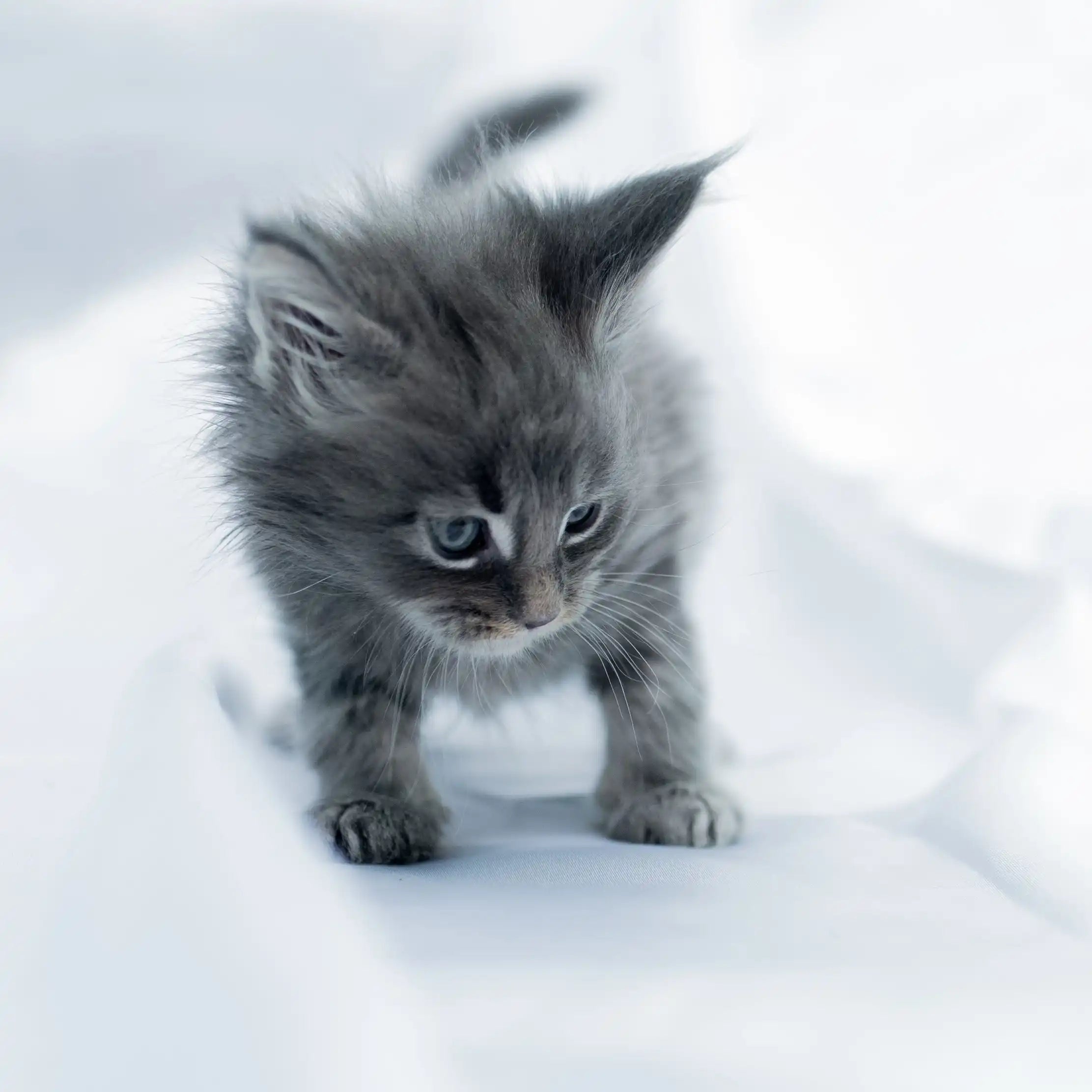 Maine Coon Kittens for Sale Silvia | Kitten