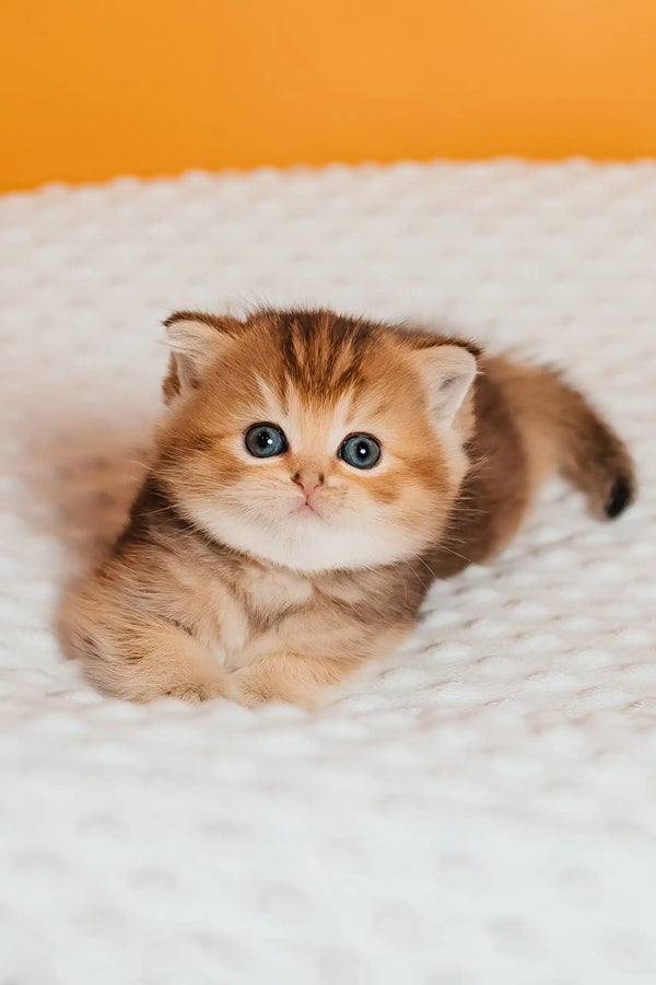 Silvy | scottish straight kitten