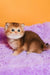 Silvy | scottish straight kitten