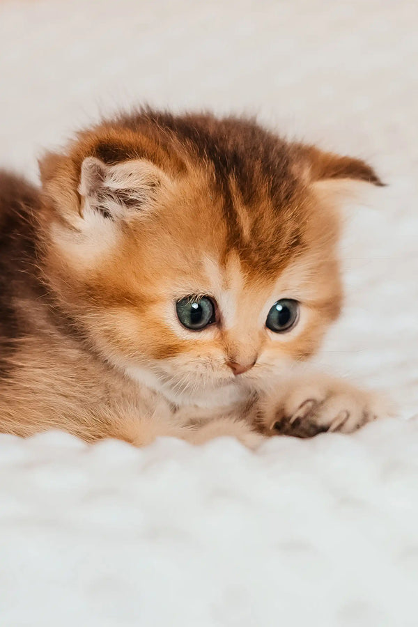 Silvy | scottish straight kitten