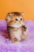 Silvy | scottish straight kitten