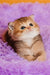 Silvy | scottish straight kitten