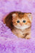 Silvy | scottish straight kitten