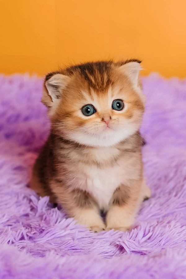 Silvy | scottish straight kitten