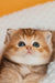 Silvy | scottish straight kitten