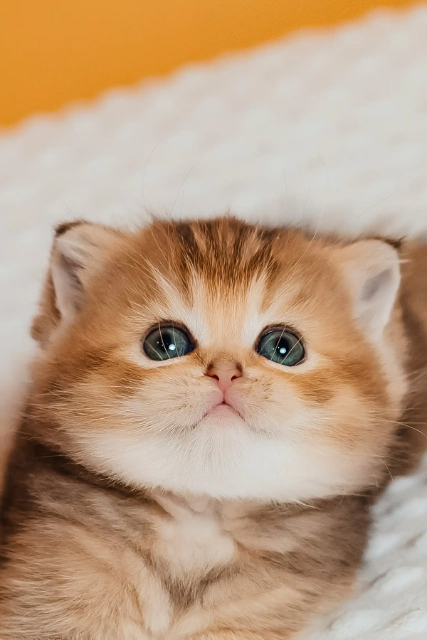 Silvy | scottish straight kitten