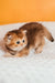 Silvy | scottish straight kitten
