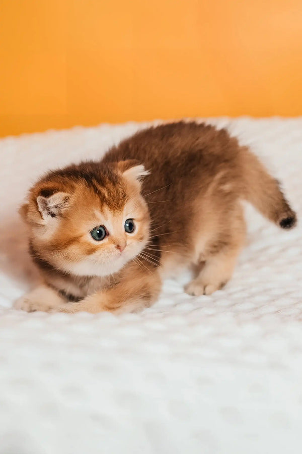 Silvy | scottish straight kitten