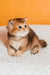 Silvy | scottish straight kitten