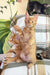 Ginger Maine Coon kitten Sima playfully standing on hind legs, super cute and adventurous