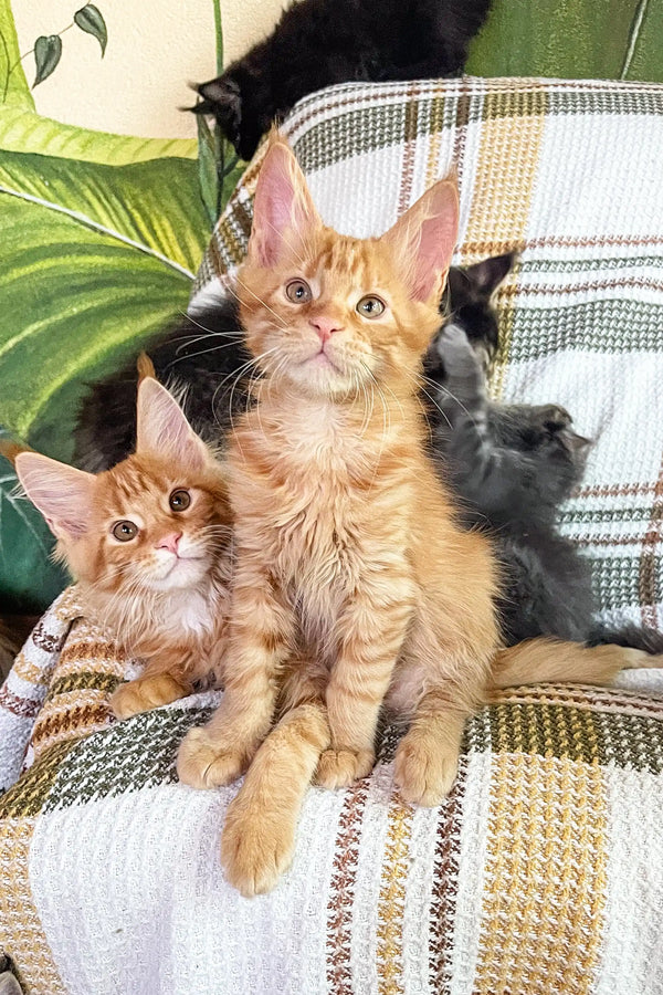 Adorable group of Maine Coon kittens playing together for Sima product showcase