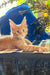 Cute Orange Maine Coon kitten named Sima ready to steal your heart