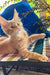 Cute orange tabby kitten named Sima, a Maine Coon cutie ready for cuddles