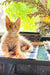 Orange tabby kitten Sima from Maine Coon collection, adorable and playful furball