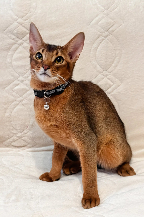 Abyssinian kitten Simba in a cute blue collar with a bell. Adorable pet!