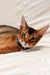 Abyssinian kitten Simba with reddish-brown fur and green eyes in a collar